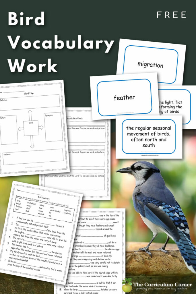 Help your children learn bird vocabulary words with this free collection for your classroom word work.