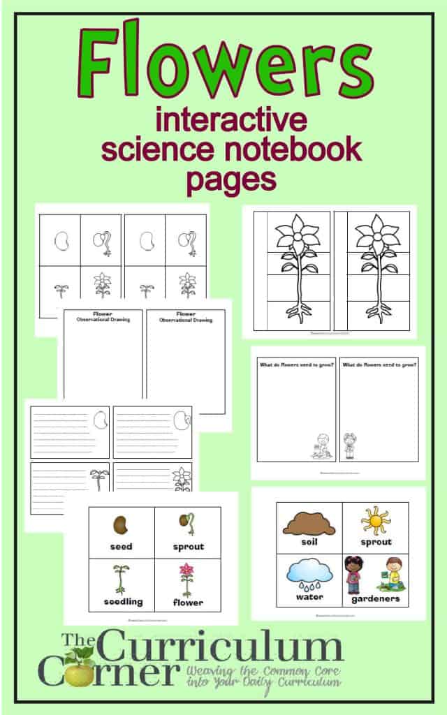 Flowers: Interactive Science Notebook Pages FREE from The Curriculum Corner | FREEBIE
