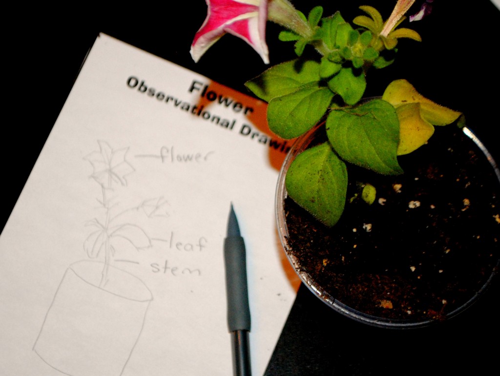 Flowers: Interactive Science Notebook Pages FREE from The Curriculum Corner | plants and flowers