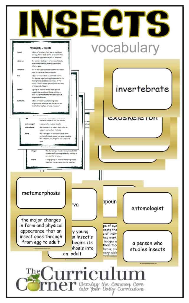 Insects Vocabulary Resources from The Curriculum Corner FREE