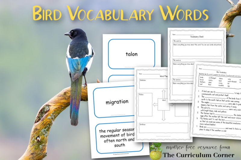 Help your children learn bird vocabulary words with this free collection for your classroom word work.