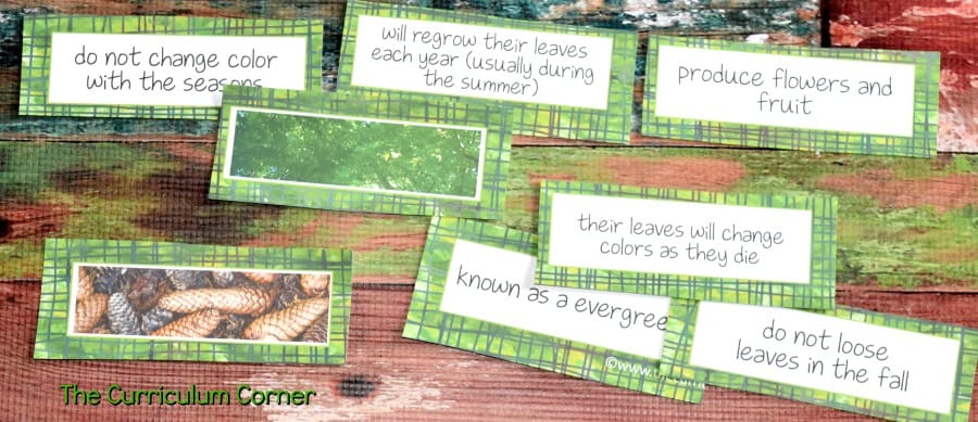 Deciduous & Coniferous Trees Science Informational Text Activities from The Curriculum Corner FREE